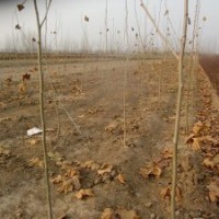 扦插法桐1米高法桐苗法桐苗基地法桐苗經(jīng)銷商