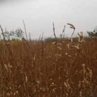 紫薇種植基地紫薇苗低價(jià)出售1米高紫薇苗紫薇樹苗