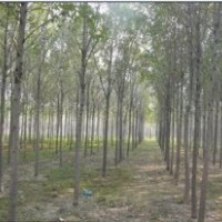 泰山子豪苗木供應(yīng)：綠化苗喬灌木