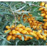 出售一年生沙棘苗山杏苗沙棗苗