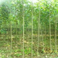 急售大葉女貞 垂柳 紅葉李1、2、3公分