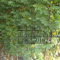 供毛白楊１０７楊國槐苗法桐苗榆樹苗白蠟苗欒樹柳樹等