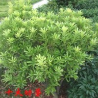 河南園林綠化苗圃基地供應(yīng)十大功勞、泡桐、桂花等綠化苗木