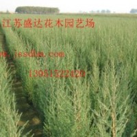 金葉女貞、紅葉小檗、塔柏、沙地柏、膠東衛(wèi)矛