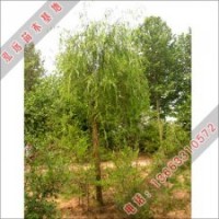 河北適合園林種植有垂柳價格
