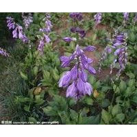 供應(yīng)紫玉簪，保定紫玉簪基地