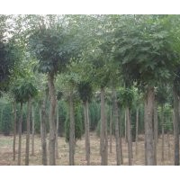 白蠟！大量供應(yīng)白蠟!報價低