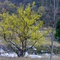 長期供應河南各種規(guī)格叢生、高桿山茱萸