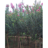 長期低價供應紫薇《百日紅》
