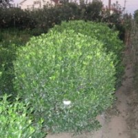 煙臺(tái)苗木之鄉(xiāng)直銷各種優(yōu)質(zhì)苗木大葉黃楊（球）,柿子樹,各種海棠類