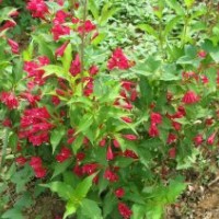 專(zhuān)售紅王子錦帶100萬(wàn).扶芳藤.衛(wèi)矛100萬(wàn).火棘100萬(wàn).金葉.小葉女貞