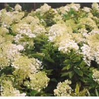 供應(yīng)八仙花,天目瓊花,迎春花