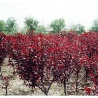 供應(yīng)河北碧桃,垂絲碧桃,茶藨子