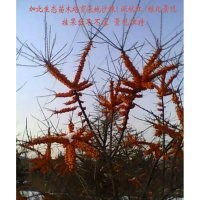 沙棘大苗木供應(yīng)（沙棘冬季掛果效果）