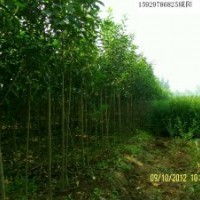 供應(yīng)大葉女貞紅葉李1到2公分