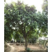 成都小葉榕，小葉榕圖片