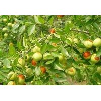 供應(yīng)3-5公分占地核桃樹(shù) 嫁接棗樹(shù)苗 山西水果苗木基地