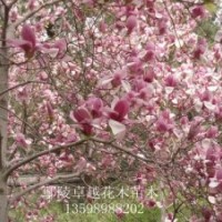 供應(yīng)200萬(wàn)株優(yōu)質(zhì)小苗月季，國(guó)槐、欒樹(shù)、合歡、青桐、白臘、大葉