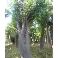 大皂莢（皂角）