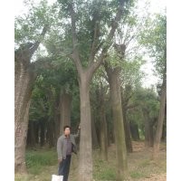 大規(guī)格皂莢樹 基地實拍圖片（皂角樹）