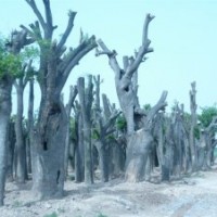 大皂莢（即：皂角樹(shù)）