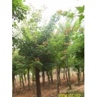 供應(yīng)河南五角楓