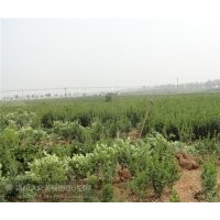 供應(yīng)河南大葉黃楊小苗，獨(dú)桿大葉黃楊球