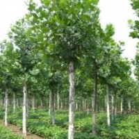 鄢陵低價(jià)出售5-15法桐