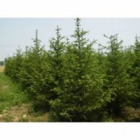 油松的價(jià)格，油松的規(guī)格，油松哪里有，山西有油松