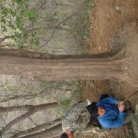 湖北野生三角楓|裸根三角楓|湖北三角楓