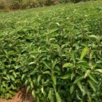 江西香樟 桂花 含笑 杜英 羅漢松 廣玉蘭 竹柏綠化苗造林苗