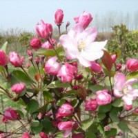 華藝苗木種植場供應精品西府海棠