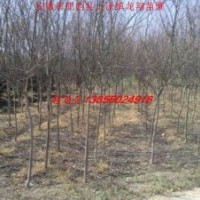 供應(yīng)紫薇、木瓜樹、大葉女貞、海桐球、紅花繼木球