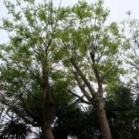 盛源廣通綠化苗木速生國槐 裸根國槐 土球全冠國槐