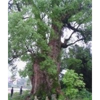本人特供特大中國香樟王，直徑2.7米，分枝4米以上