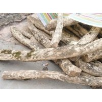 供應(yīng)曼地亞紅豆杉，櫻花，桂花，銀杏大小苗，盆景，瓜子黃楊