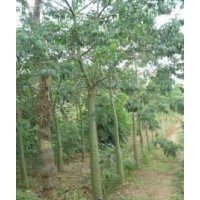 福建美人樹 美麗異木棉供應(yīng)