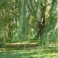 供應(yīng)5-35公分柳樹