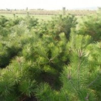 低價出售50-60-70-80-90油松小苗、側(cè)柏苗