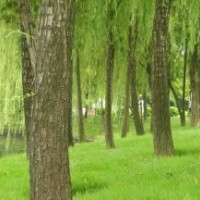 供應(yīng)5-35公分柳樹