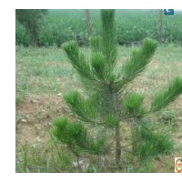 供應(yīng)油松、山西油松出售、油松定植苗