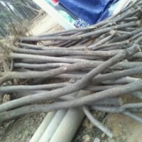 購國槐到菏澤萬家苗木基地