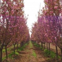 日本晚櫻,日本晚櫻價格,日本晚櫻價格表