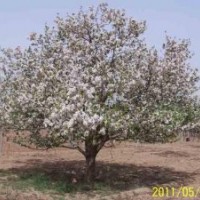 長期大量供應(yīng)八棱海棠樹 規(guī)格齊全 質(zhì)量?jī)?yōu)