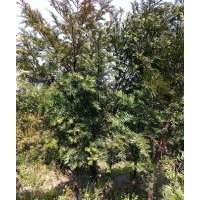 紅豆杉苗木地莖價格