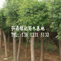 供應(yīng)國(guó)槐樹，國(guó)槐樹價(jià)格，國(guó)槐品種齊全