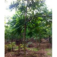 供應(yīng)雞冠刺桐 盤架子 串錢柳 火焰木