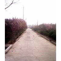 綠化苗木基地銷售樹(shù)木女貞,冬青,金銀木