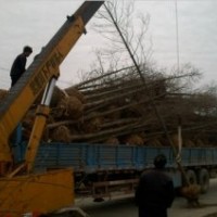 水杉價格，江蘇水杉價格，水杉價格