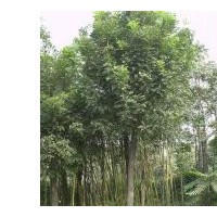 合歡.法桐.白臘